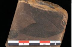 Foto (Detailansicht) von Acer integrilobum Weber sensu Walther (NHMW-GEO-2024-0188-0084)